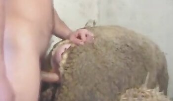 sexo con animales,porno de sexo bestial