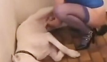 porno med hund,zoologisk have porno videoer