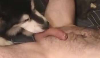 与动物发生性关系,与狗一起做爱