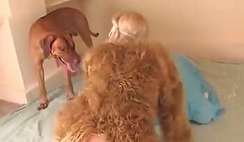 与动物发生性关系,与狗一起做爱