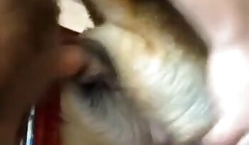 sexe avec un animal,porno avec chien