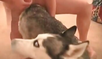 sex with animal,porn with dog