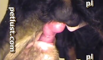 porno met hond,bestialiteit seks porno