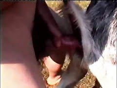 dog fucks