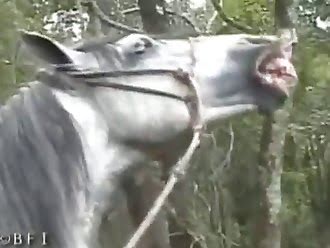 horse porn