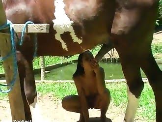 horse porn