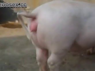 animalsex