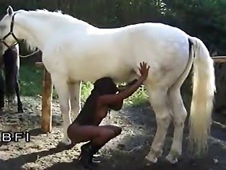 horse porn