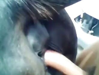 chick fuck horse