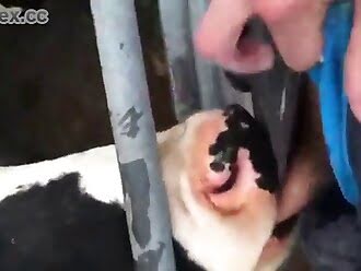 animal human porn