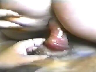 oral bestiality porn
