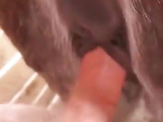 anal animal sex