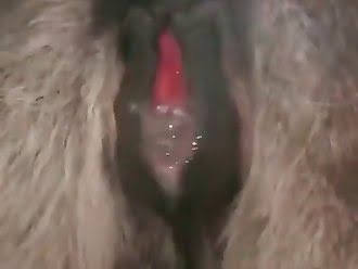 anal animal sex