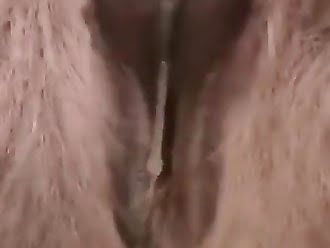 anal animal sex