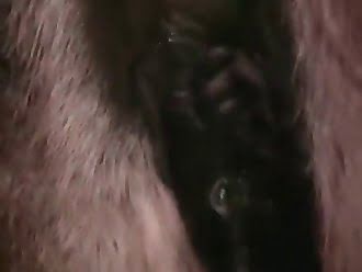 anal animal sex