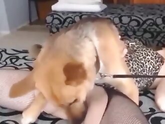animalporn