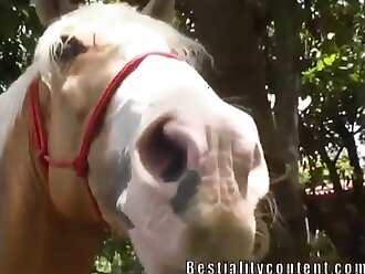 free horse sex