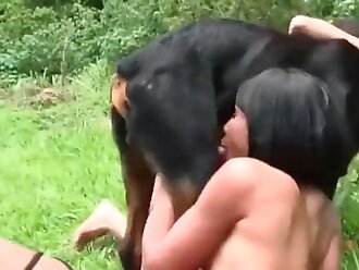 stallion porn