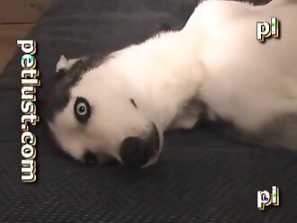 animalsex