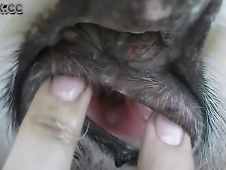 hd zoophilia videos