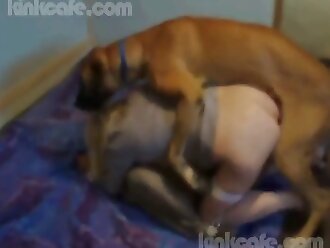 hardcore animal sex