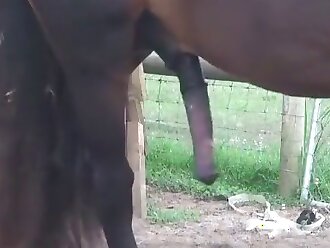 horse porn