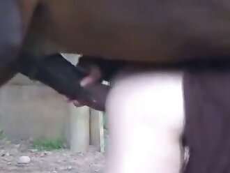 horse porn