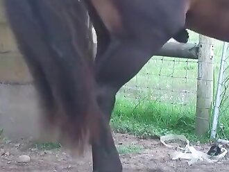 horse porn