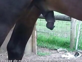 horse porn