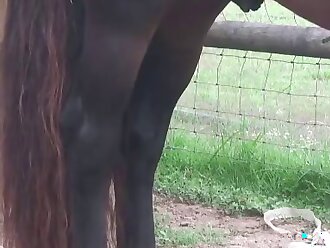 horse porn