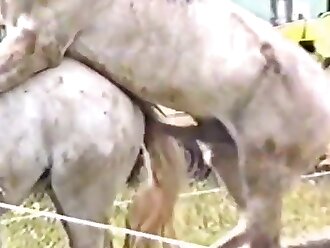 passionate zoophilia