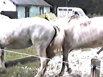 passionate zoophilia