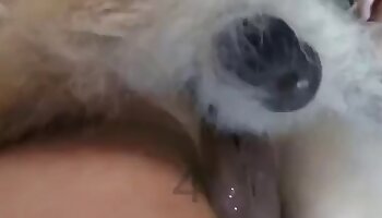 tier-porno-video,sodomie-sexvideos