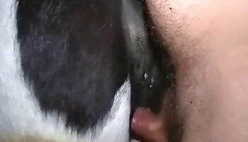 free zoosex video,bestiality sex videos