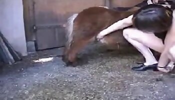 sexo com animais,pornografia animal hardcore