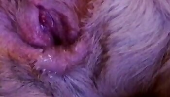 fuck with animal,intense fucking