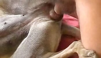 kovaa paskaa,eläinporno video