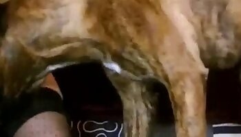 dieren porno video,seks met dieren