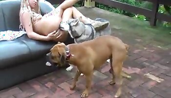 sex with dogs,wild fucking