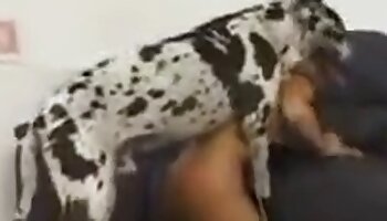 frau sex mit tier,kostenloser sodomie-porno