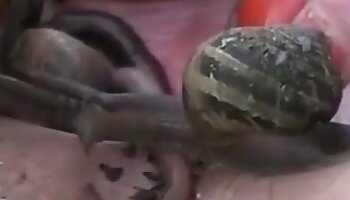 wild fucking,animal porn video