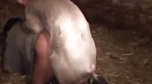 farm-animal-sex,pig-sex