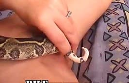 snake,porno with animals