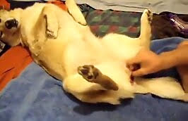 freaky zoophiles,sex with dog