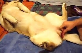 freaky zoophiles,sex with dog