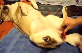 freaky zoophiles,sex with dog