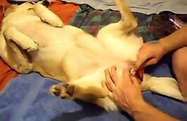 freaky zoophiles,sex with dog