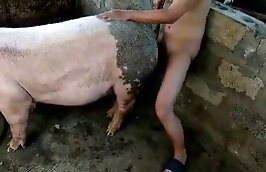 pig fucks animal