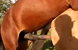 horse sex zoo porn