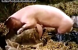 free zoophilia porn sex with animals